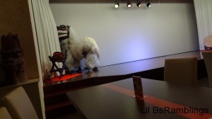The shisa dog trotting off stage
