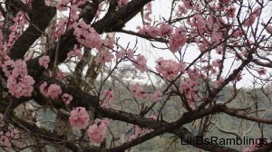 A tree with pink blossoms areclaer in front of the picture while the castle behind is ablur.