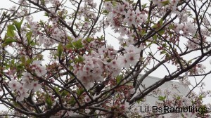 A few branches of cherry blossoms in clusters